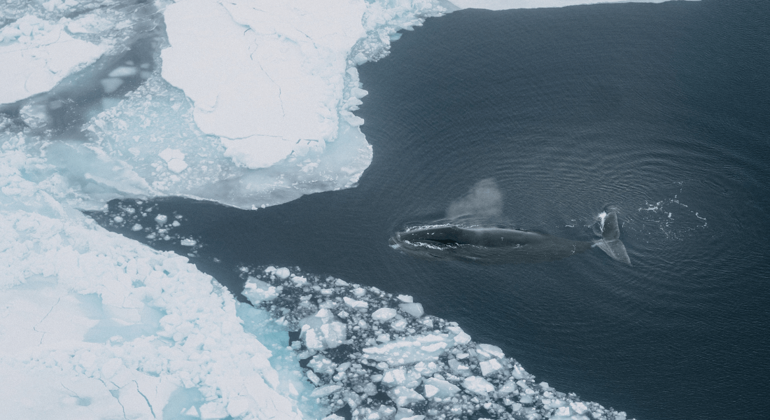 北極の生息地喪失の危機(Climate crisis pressures the ‘Arctic giant’: Habitats risk disappearing completely)