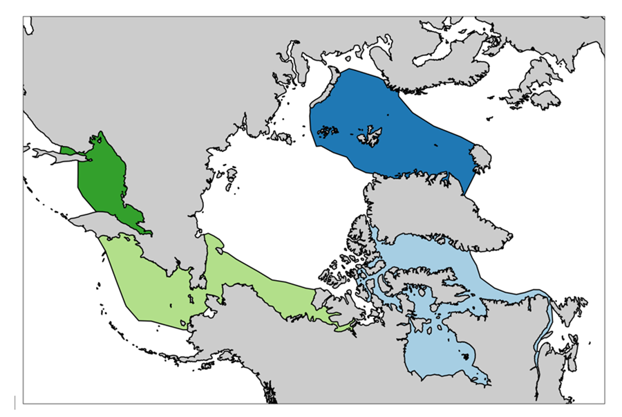 The map shows the current distribution of the bowhead whale (in colors). The species is managed as four populations: East Greenland-Svalbard-Barents Sea (dark blue); Canada-West Greenland (light blue); Bering Sea-Chukchi Sea-Beaufort Sea (light green); Sea of Okhotsk (dark green).