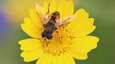 Here are the flowers that both bees and humans like best