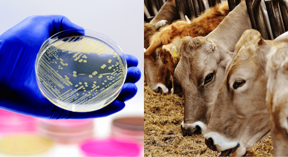 牛由来の細菌がMRSA治療に効果(Bacteria from cows show promising results in treating MRSA infections)