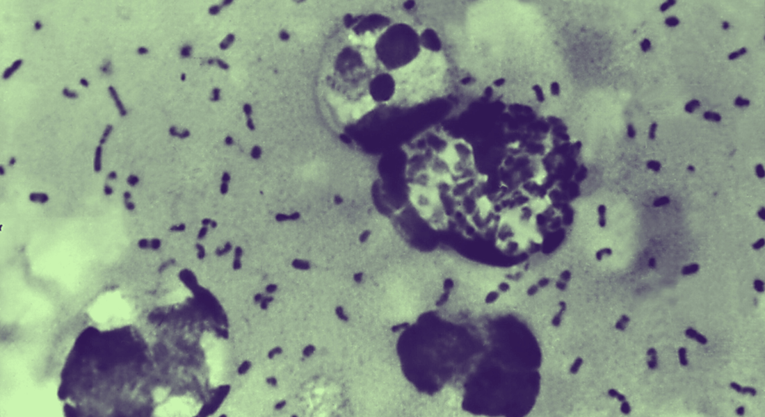 Illustration of plague bacteria Illustration of plague bacteria