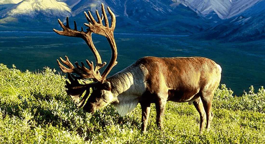 Reindeer eating in Alaska
