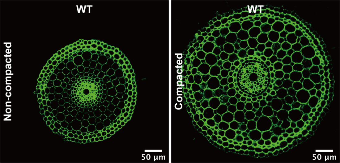 cross-section of root in normal vs dense media