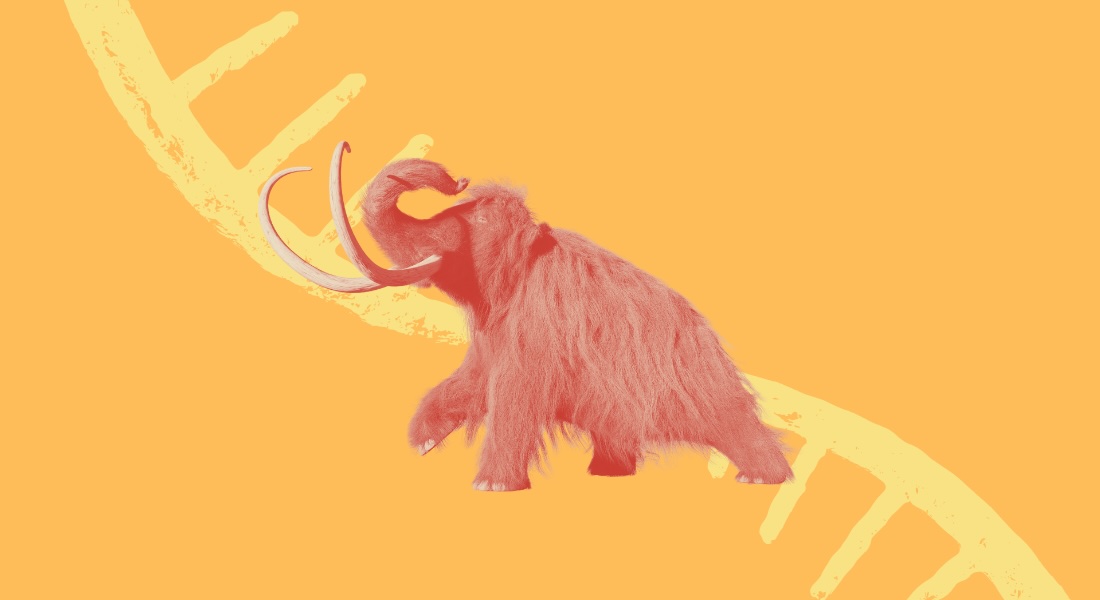 Illustration of a mammoth Illustration of a mammoth