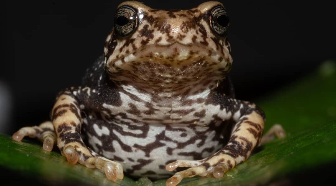 Toad