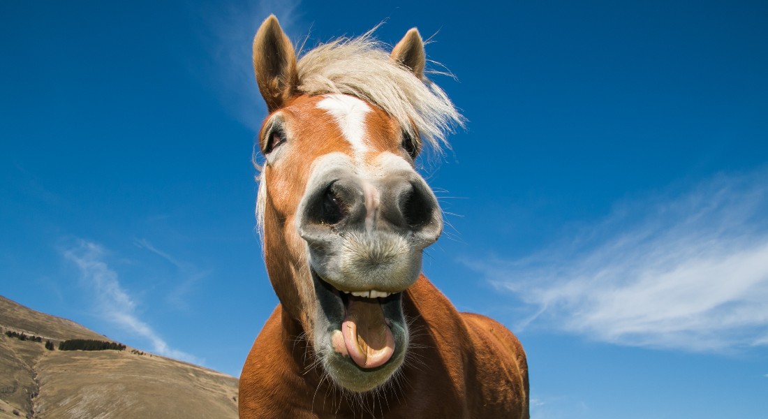 Horse