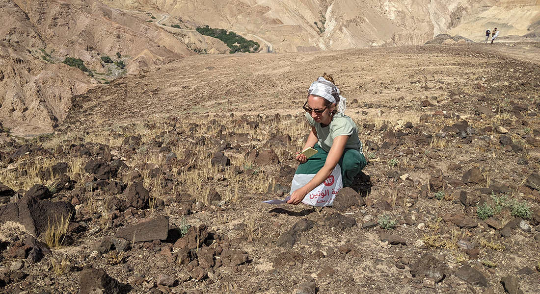 Archaeoboanist Amaia Arranz-Otaegui, co-author of the study, samples wild plants near Ma'in in Jordan. Photo: Joe Roe