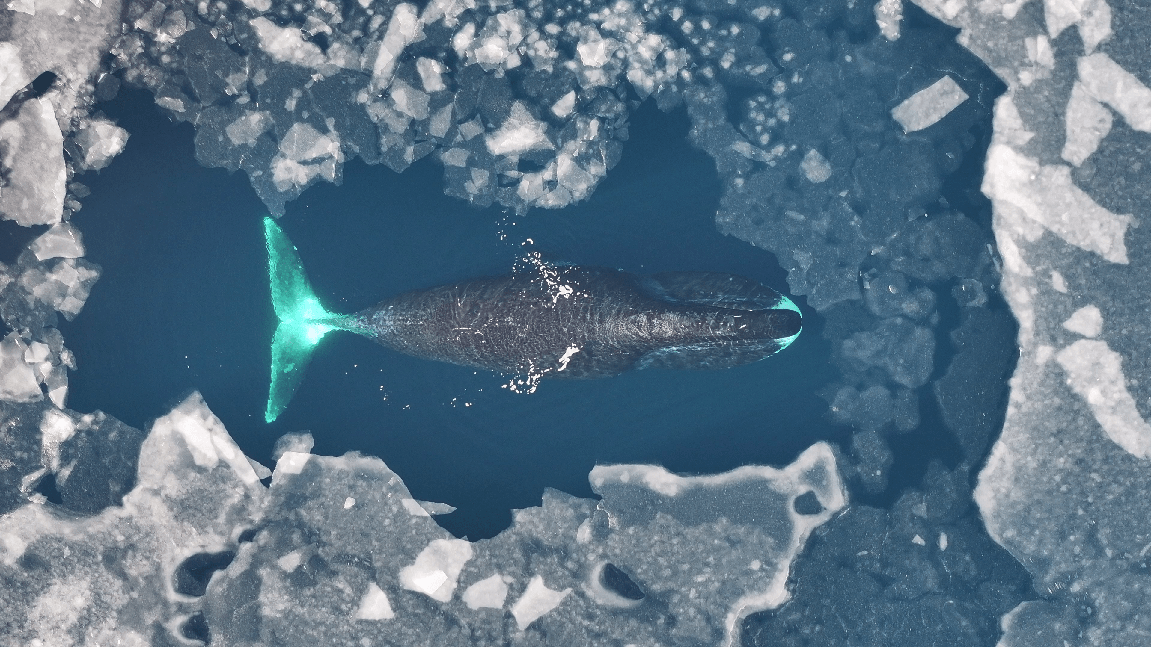 Bowhead whale in icy waters
