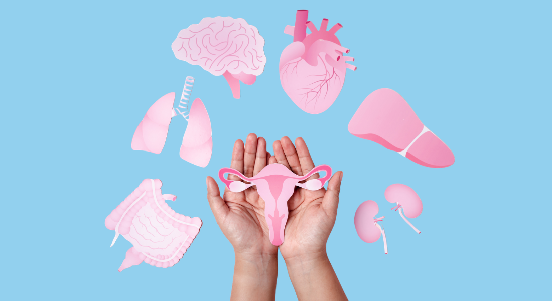 Illustration of menopause: A pair of hands holding a uterus surrounded by different organs of the body