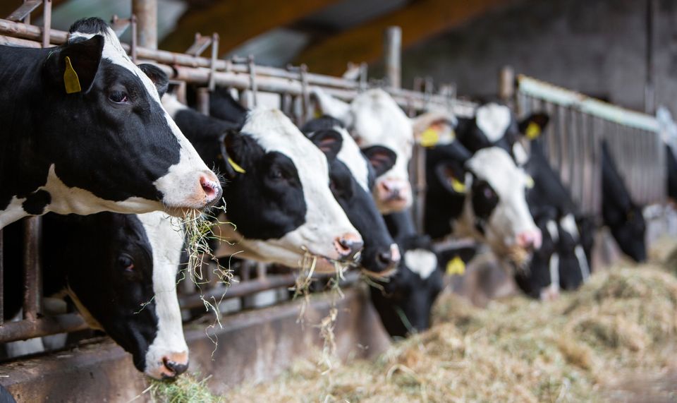 Cows eating