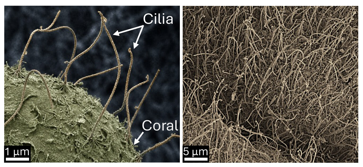 Electron microscopy images of cilia on the surface of corals. Note that the cilia are approximately 10-15 micrometres long and around 500 times thinner than a human hair. Photo: Cesar Pacherres