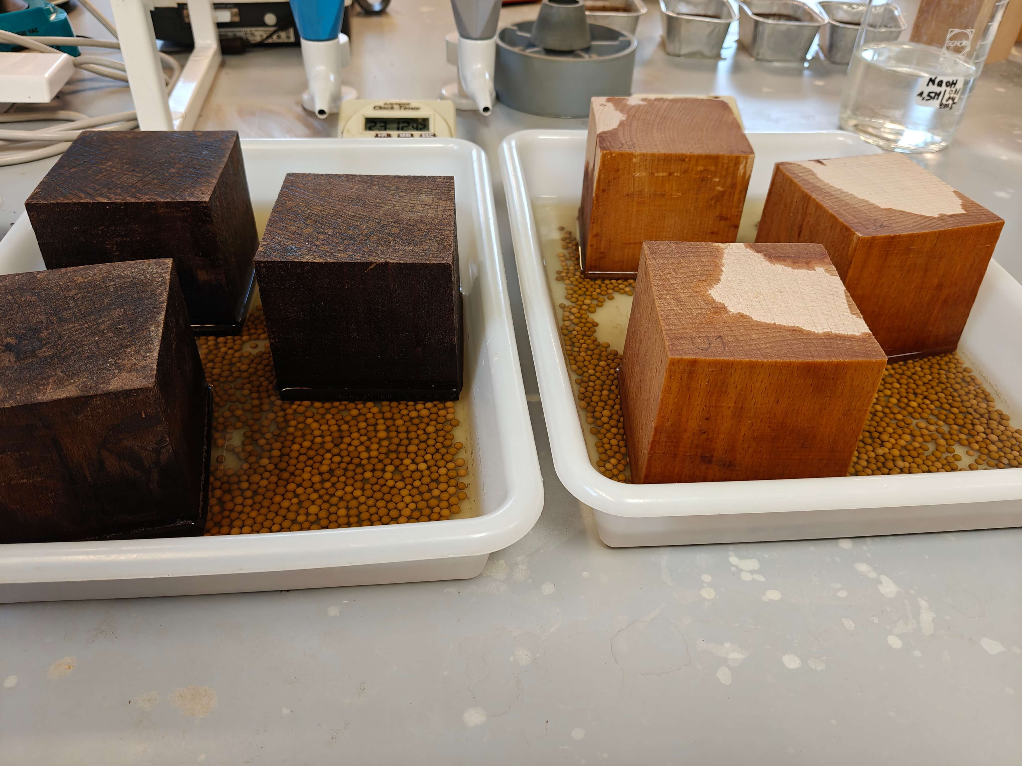 A simple test of water uptake in hyperlignified wood blocks (left) and untreated beech wood blocks (right) shows that the treatment significantly reduces moisture absorption, which helps increase durability.