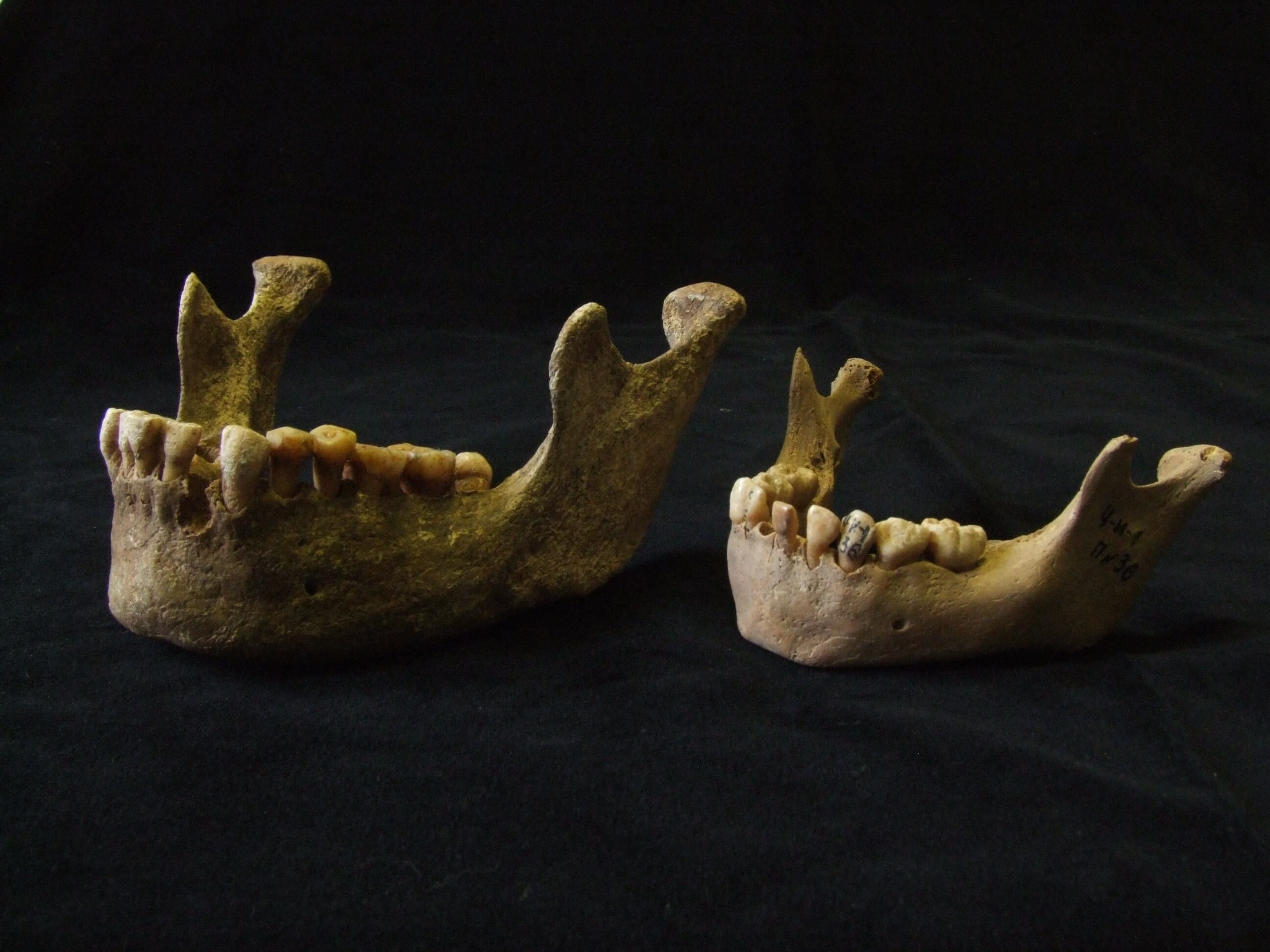 mandibles from two individuals excavated at Ust'Ida I burial ground. The mandible on the left is from an 18-24 year old man, found to have been infected with plague, based on DNA extracted from one of his teeth. Photo: Angela Lieverse.