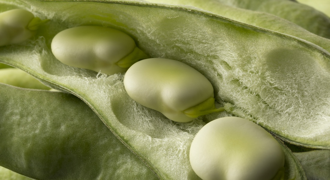 Faba beans are a protein-rich legume containing around 25 grams of protein per 100 grams of dried beans. Photo: GettyImages/PicturePartners