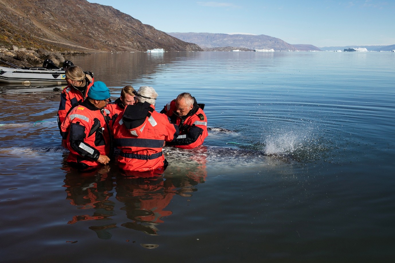 A field team tagging a narwhal. Photo: Carsten Egevang.