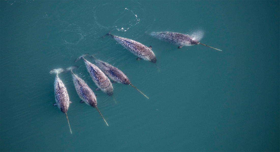 Six narwhals like these were equipped with CTD sensors that measured ocean temperature, salinity and depth. Photo: Carsten Egevang. Six narwhals like these were equipped with CTD sensors that measured ocean temperature, salinity and depth. Photo: Carsten Egevang.